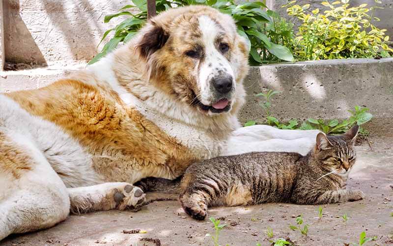 starý pes s mačkou