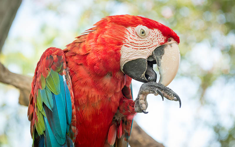 papagaj červený