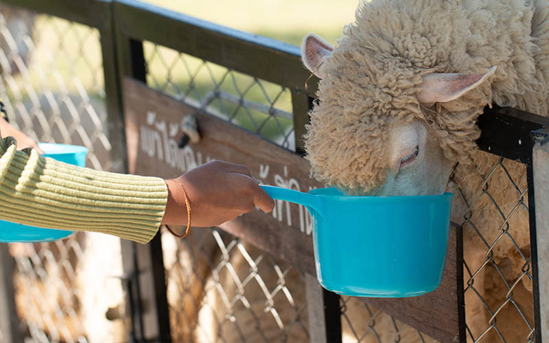 ovca pije z vedra