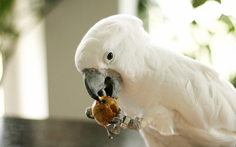 biely papagáj