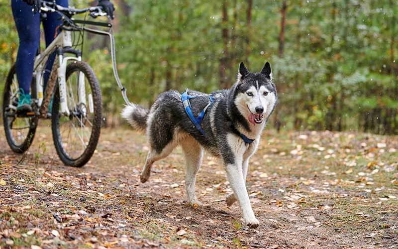 bikejoring