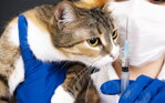 Koronavírus známy ako FIP u mačiek predstavuje vážnu hrozbu