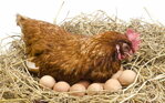 Chováte sliepky na vajcia? Takto dosiahnete viac vajec s lepšou kvalitou