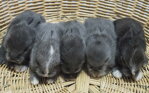 Rady pre domáci chov zajacov – ako vyzerá rozmnožovanie a gravidita u králikov