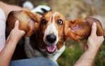 Čo robiť, ak psa bolí ucho alebo ako sa lieči zápal ucha u psa