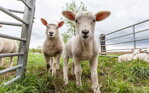 Pustite ovce do záhrady. Cenné rady pre začínajúcich chovateľov oviec.