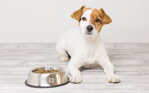 Prečo pes nechce jesť? Príčiny strati chuti do jedla u psov.
