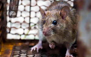 4 kroky, ako sa zbaviť potkanov raz a navždy