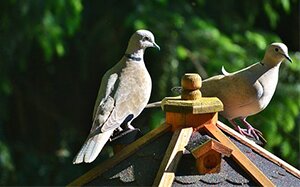 Chováme holuby – ako na to