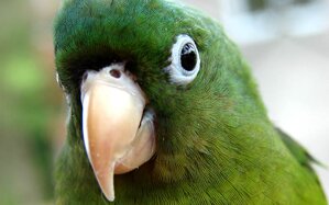 Spoznajte s nami najkrajšie papagáje sveta