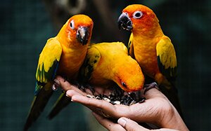 7 tipov ako kŕmiť papagája + vhodné a nevhodné krmivo pre papagáje