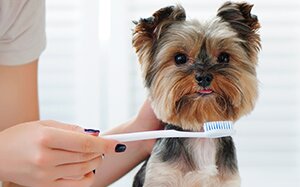 Čistenie zubov u psov má svoje zvláštnosti. Naučte sa to robiť správne.