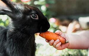Stavte na kvalitné krmivo a vitamíny pre králiky