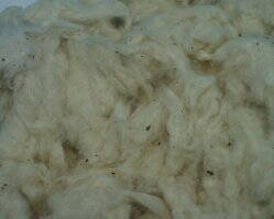 Hniezdny materiál bavlna