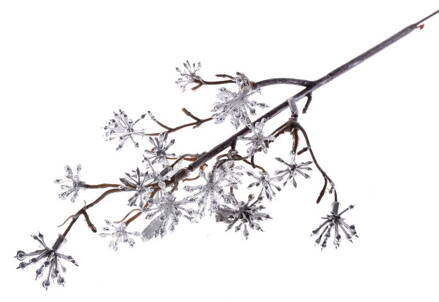 Vetvicka Sedum.Silver, strieborná, 14/30 cm, bal. 3 ks