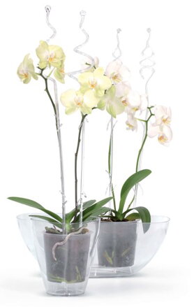 Tyc COUBI ISTC01, na orchideu
